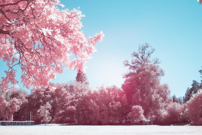 粉红色的树
